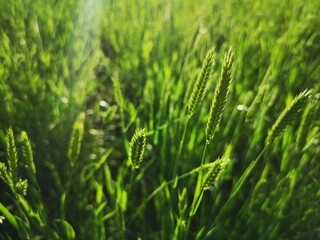Beautiful ears of corn are green in the sunlight. The concept of a rich harvest of cereals, spring-summer season of agro-crops. Wheat, oats, barley, rye young shoots.