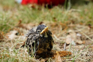 Baby Robin bird found on the ground