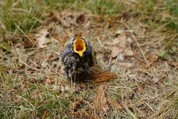 Baby Robin bird found on the ground