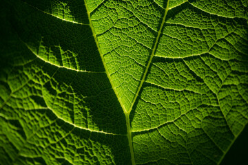 Translucent leaf of Giant-rhubarb (Gunnera manicata) with veins and bright green structures macro close. Natural Background in shades of green back lit by sunlight in a park in Rotterdam, Netherlands.