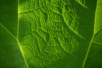 Translucent leaf of Giant-rhubarb (Gunnera manicata) with veins and bright green structures macro close. Natural Background in shades of green back lit by sunlight in a park in Rotterdam, Netherlands.