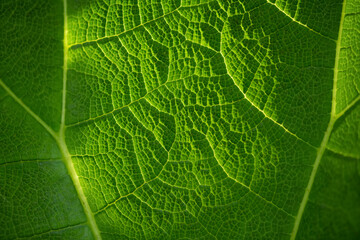 Translucent leaf of Giant-rhubarb (Gunnera manicata) with veins and bright green structures macro...