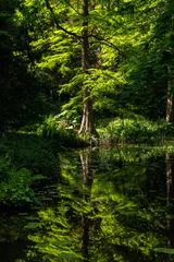 Poster “Historische Tuin Schoonoord“ in Rotterdam Netherlands is a public garden and tourist attraction with many green plants and flowers. Swamp cypress trees (Taxodium distichum) with reflection in a pond. © ON-Photography