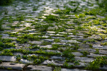 Cobblestone street in Iserlohn Sauerland Germany. Wheathered historic basalt ashlars or blocks in a with growing fresh green weeds and grass filling the gaps and fugues. Backlit by low evening sun. - obrazy, fototapety, plakaty