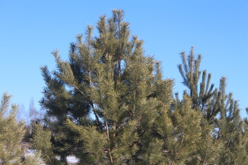 Tall pine