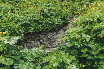 Obraz premium Lush vegetation on bank of stream. Leaves and flowers receive enough moisture, so they grow well. Green Spring Meadow