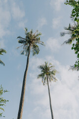Fototapeta na wymiar Palmtrees seen from below with clear sky