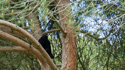 Pretty crow, black bird, perched in a pine tree, watching the viewer