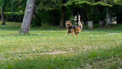 Portrait of a young German shepherd dog, in a wooded meadow, in early spring