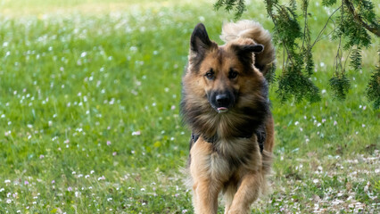 Portrait of a young German shepherd dog, in a wooded meadow, in early spring