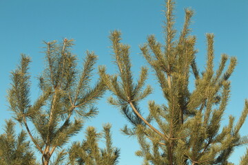 Pine tree in summer...