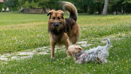 Adorable game, in the middle of the meadow, between a young long-haired German shepherd and a young gray and blond yorkshire terrier