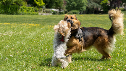 Adorable game, in the middle of the meadow, between a young long-haired German shepherd and a young...