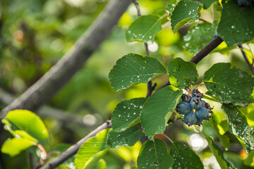 Purple Saskatoon berries are ripe and hang on branches with green leaves. Amelanchier in summer dormant garden. Growing fruit for jam