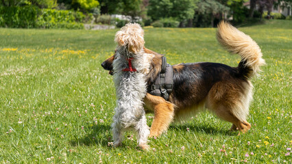 Adorable game, in the middle of the meadow, between a young long-haired German shepherd and a young gray and blond yorkshire terrier