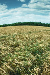 Ears of ripe wheat in field under blue sky. Cultivation of cereals for food safety, providing population with food. Grain harvesting as initial stage of bread production.