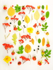 Pattern of autumn colorful bright yellow leaves, red rowan berries and rose hips Isolated on a white background. Autumn concept. Top view, flat lay.	