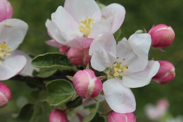 Unopened buds © rhegc