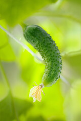 cucumber growing and flower