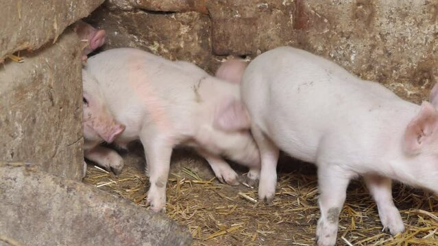 Young pigs in the farm yard. Pigs in a pigsty on a pig farm. Modern Agricultural Pigs Farm