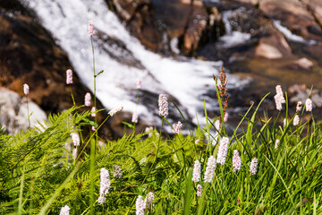 Herbaceous Bistorta officinalis in its natural growing environment. Purple flowers among wild green meadow of grass and fern. Good honey plant, shoots are edible in preparation of soups, salads