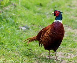 Plakat pheasant male in the grass