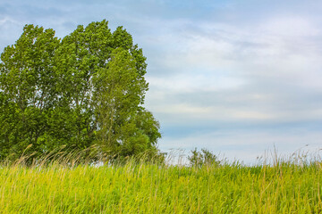 Fototapeta premium North German agricultural nature landscape panorama Germany.