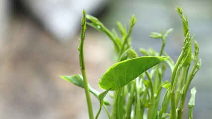 Water spinach leaves on a Natural background