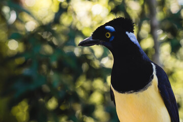 urraca común de colores vivos en su hábitat natural en cataratas del Iguazú