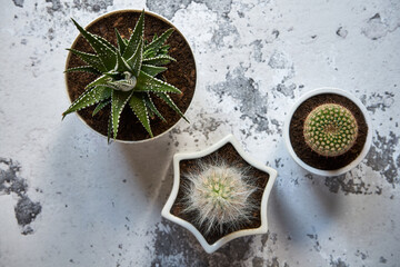 trzy kaktusy w porcelanowych białych doniczkach 