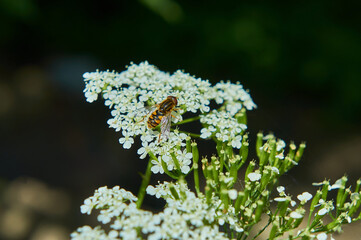 A red fly crawls on yarrow flowers