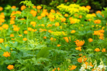 Bright Trollius asiaticus in green sunny meadow. First spring flowers. Rare wild plants in taiga forest. Orange buds attract insects for pollination.