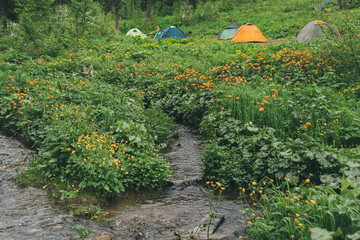 Tent camp in wild forest. Camping in meadow among green grass. Travel on foot in spring season. Privacy away from comforts of civilization