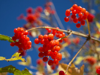 A twig with clusters of ripe red viburnum berries, a close-up shot. Medicinal berries that are useful for health. Lots of red berries, selective focus. A branch of viburnum against the blue sky.