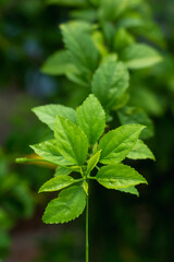 leaves