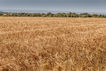 Yellow field of ripe wheat on sunny day. Harvesting of autumn grain harvest. Blue sky on horizon