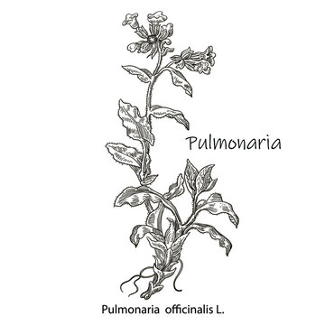 Hand-drawn vector image of medicinal plant lungwort. Black outlines of Pulmonaria obscura isolated on a white background. Used in traditional medicine.