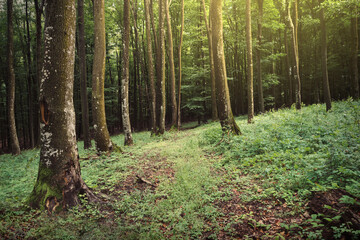 Fototapeta na wymiar morning light in green forest