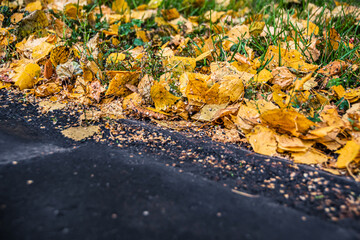 Yellow leaves on sidewalk in city park after rain. Weather gives sadness and melancholy. Seasonal...