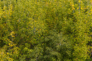 Autumn forest on sunny day. Yellow and orange leaves symbolize change of season, give rise to rainy and wet weather.