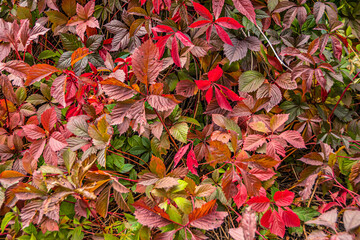 Maiden grapes as background of wide leaves. Parthenocissus quinquefolia is fast-growing vine. Young shoots are reddish, then dark green. Ornamental plant for vertical gardening.