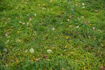 First leaf fall on autumn day. Yellow leaves in green grass after strong wind. Walk in park among trees