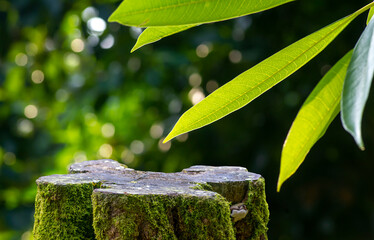 Round wooden cut shape with green moss for product display with Sea Mango leaves (Cerbera Manghas)