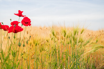 Fototapeta premium 初夏の大麦畑と赤いポピー