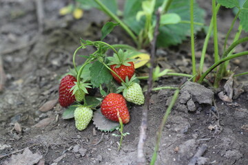 ripe strawberries in the field, wild strawberries in the meadow in the garden, harvesting
