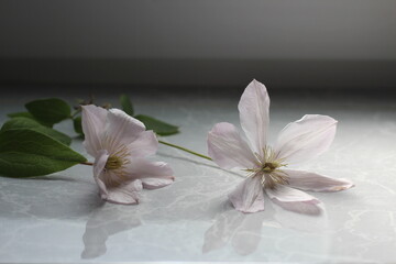 Fototapeta premium flowers of blooming white clematis macro, light floral background