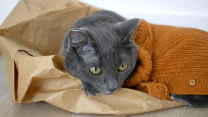 Obraz premium Beautiful gray cat close-up, muzzle of a cat with yellow eyes. The cat is dressed in a brown cardigan knitted from woolen threads. A cat in a pet costume lies on a paper bag.