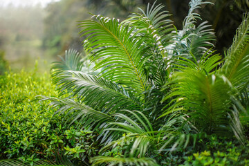 African rainforest jungle, close detail fern plants, shallow depth of field photo, only few leaves in focus