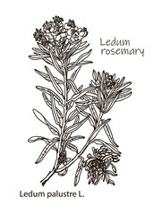 Vector images of medicinal plants. Detailed botanical illustration for your design. Wild Rosemary Rhododendron tomentosum, or Labrador tea. Hand drawn illustration
