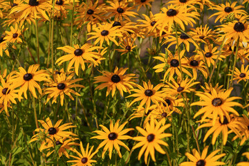 Many orange yellow Sweet Coneflower or Rudbeckia subtomentosa - growing in garden. Shallow depth of...